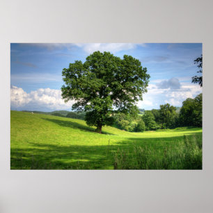 Poster Paysage d'été vert de chêne beau