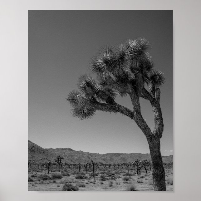 Poster Paysage du désert de Joshua Tree - Photo du parc n (Devant)