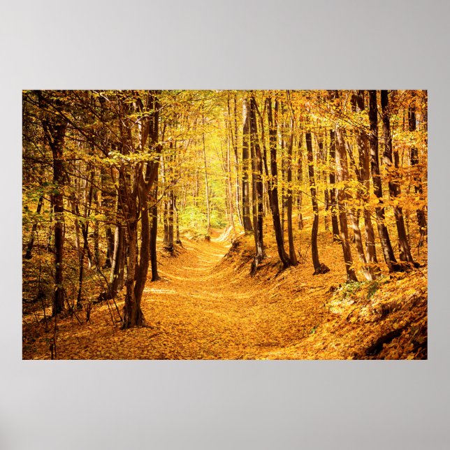 Poster Paysage forestier d'automne (Devant)