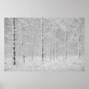 Poster  Paysage forestier d'hiver avec des arbres d'hiver