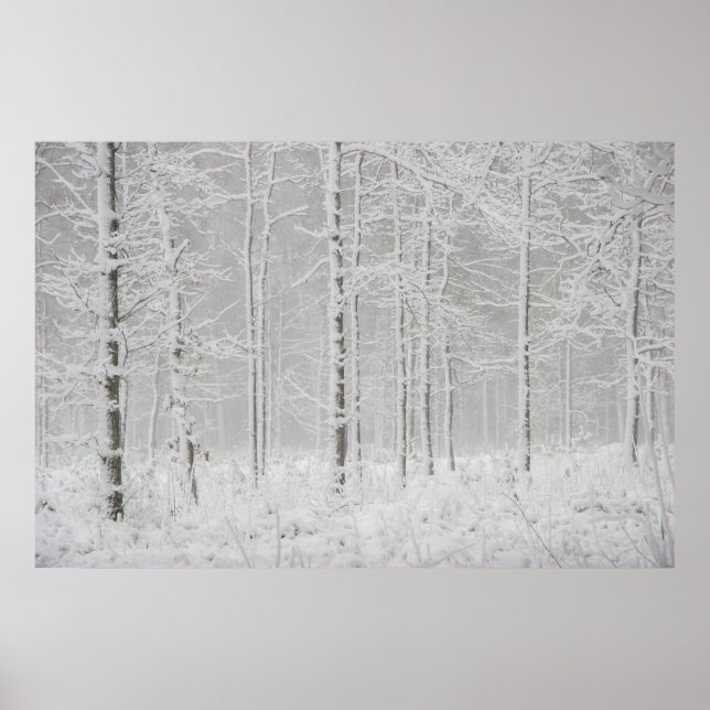 Poster Paysage forestier d'hiver avec des arbres d'hiver  (Devant)