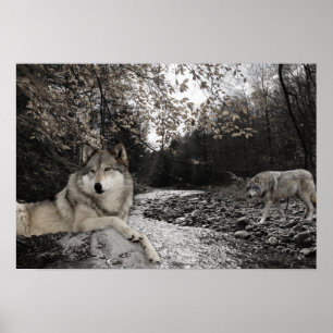 Poster Paysage forestier du ruisseau Wolf