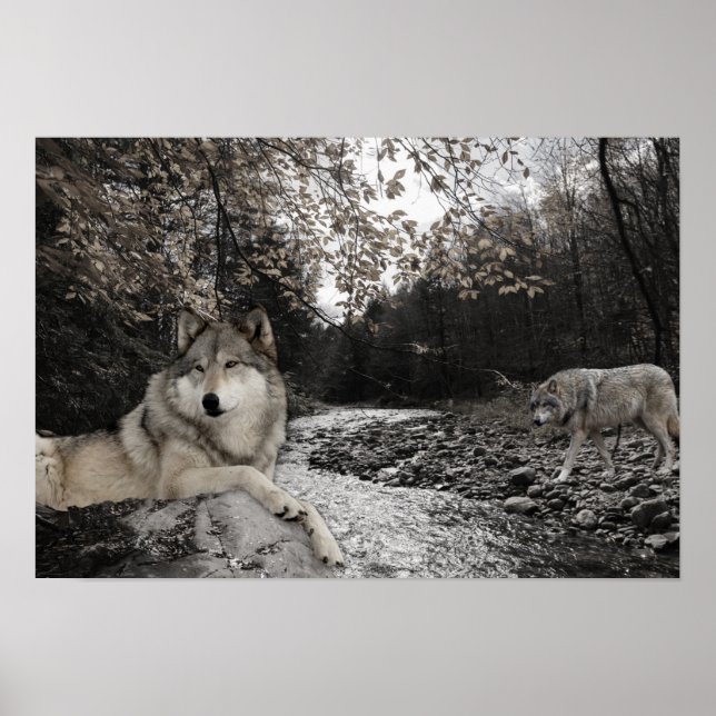 Poster Paysage forestier du ruisseau Wolf (Devant)