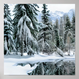 Poster Paysage hivernal Arbres persistants Neige Montagne