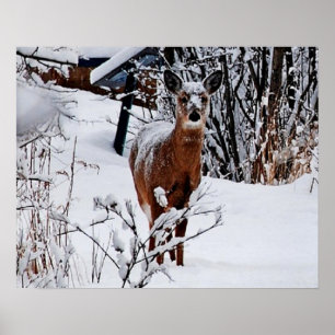 Poster Paysage hivernal avec la valeur du cerf Papier d'a