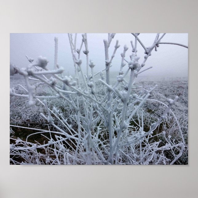 Poster Paysage hivernal Plante givré (Devant)