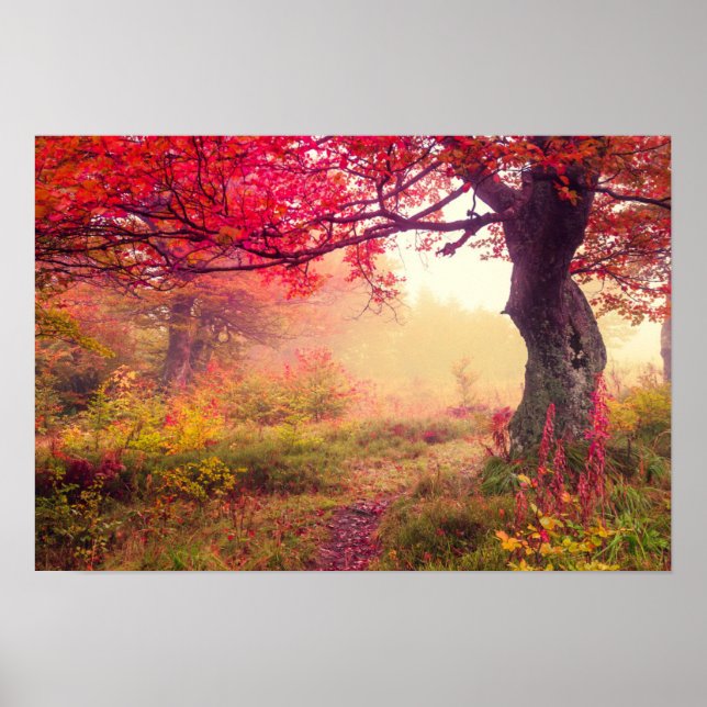 Poster Paysage Majestueux Avec Arbres D'Automne En Forêt (Devant)