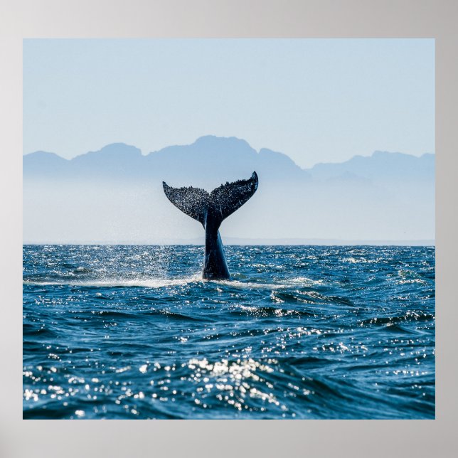 Poster Paysage marin de la baleine : Eau Dramatique. (Devant)