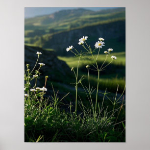 Poster Paysage naturel de la marguerite blanche