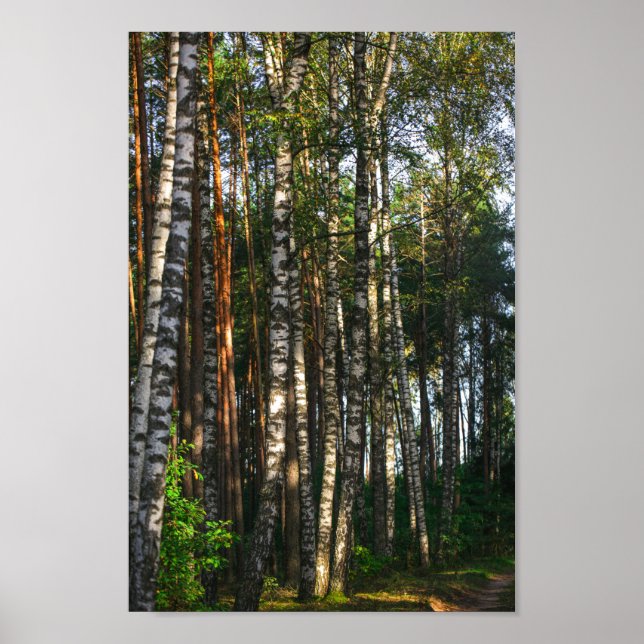 Poster Paysage naturel Paysage Forêt Birch Trees (Devant)
