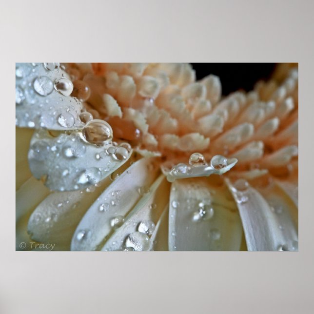 Poster Peach Gerbera (Devant)