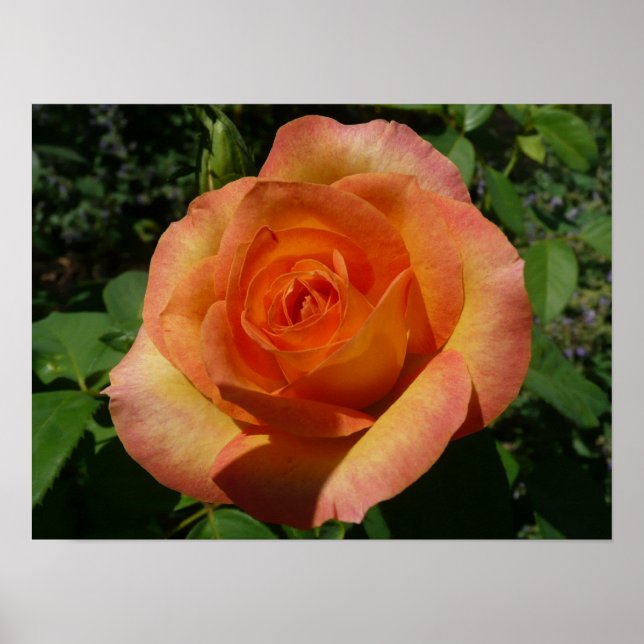 Poster Peach Rose Orange Floral Photographie (Devant)