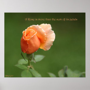 Poster Peach Rose Poster: ROSE & PROSE 20x16