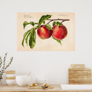 Poster Peaches (Prunus Persica) par Royal Charles Steadma