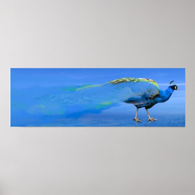 Poster Peacock (Devant)