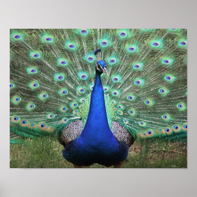 Poster Peacock (Devant)