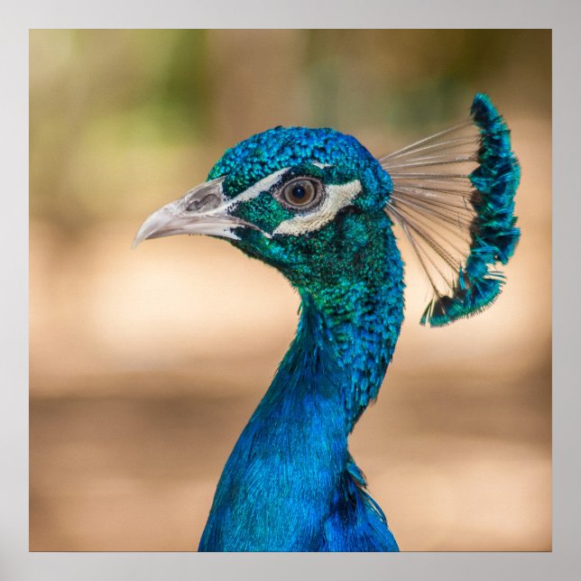 Poster Peacock (Devant)