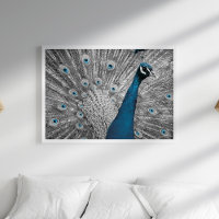 Poster Peacock Argent et Turquoise