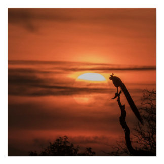 Poster Peacock at Sunrise