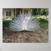 Peacock blanc