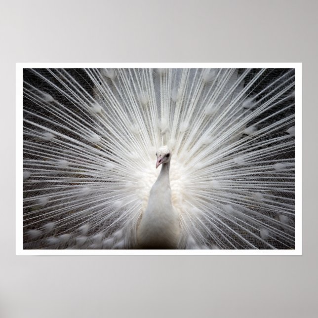 Poster Peacock blanc avec plumes éteintes (Devant)