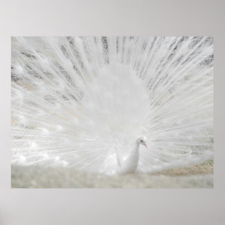 Poster Peacock blanc, photo Extraordinaire