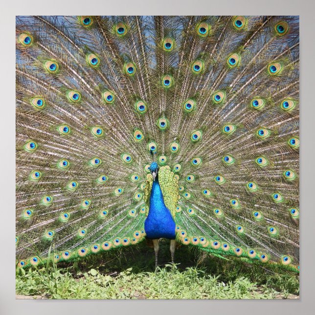 Poster Peacock bleu (Devant)
