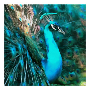 Poster Peacock Bleu Vibrant Avec Queue Fissée