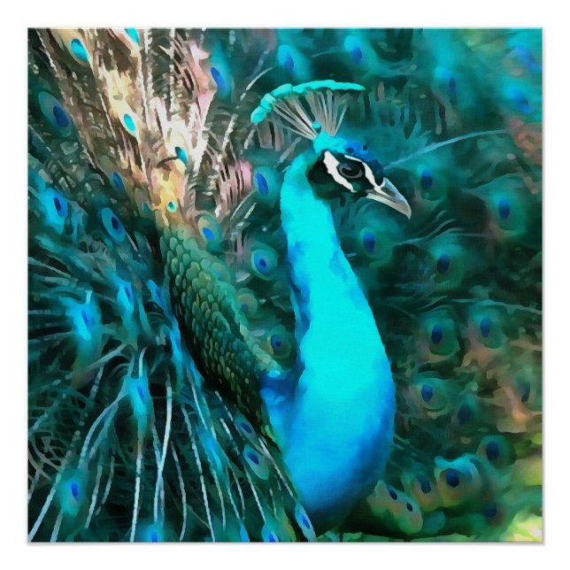 Poster Peacock Bleu Vibrant Avec Queue Fissée (Devant)