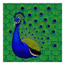 Peacock de couleur bleue
