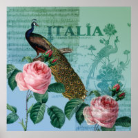 Peacock de musique Rose romantique