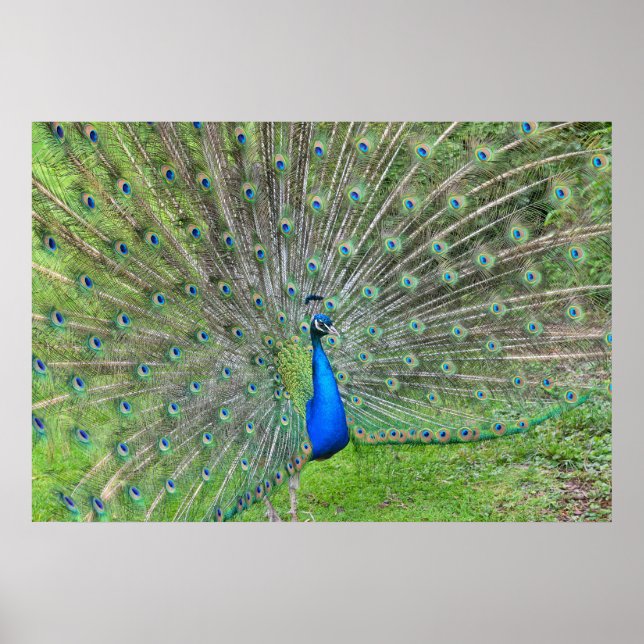 Poster Peacock démontrant sa queue (Devant)