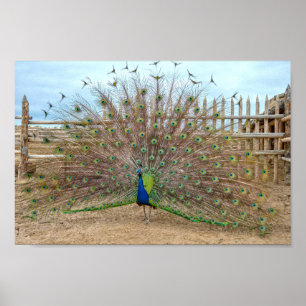 Poster Peacock Displaying, Bent's Old Fort Corral