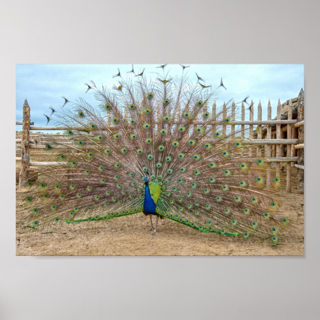 Poster Peacock Displaying, Bent's Old Fort Corral (Devant)