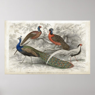Poster Peacock et faisans Antique Lithographie