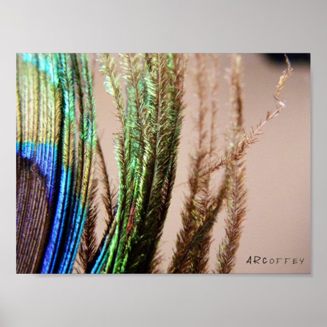Poster Peacock Feather (Devant)