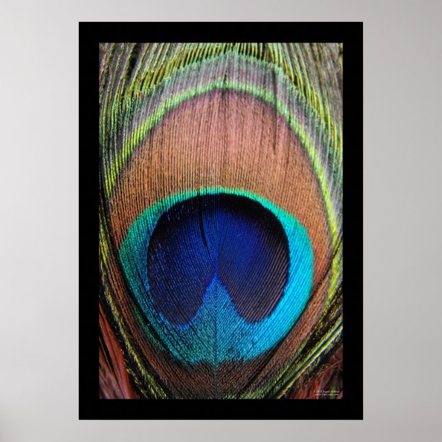 Poster Peacock Feather Close-up (Devant)