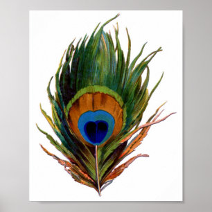 Poster Peacock Feather Print
