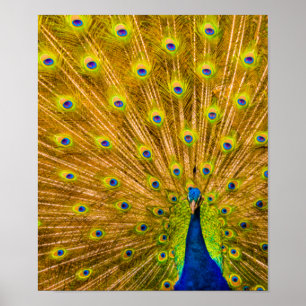 Poster Peacock, Silver Falls, Kauai, Hawaii Vertical