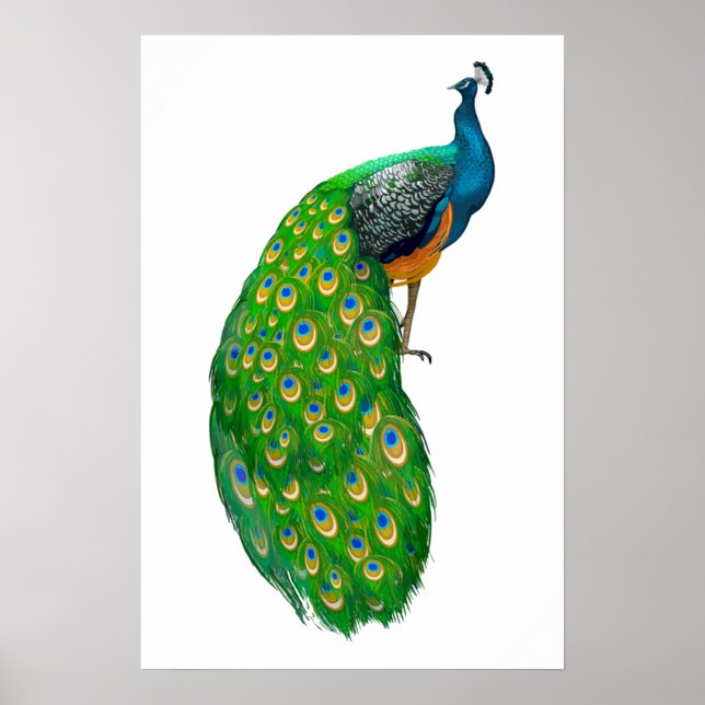 Poster Peacock Small (Devant)