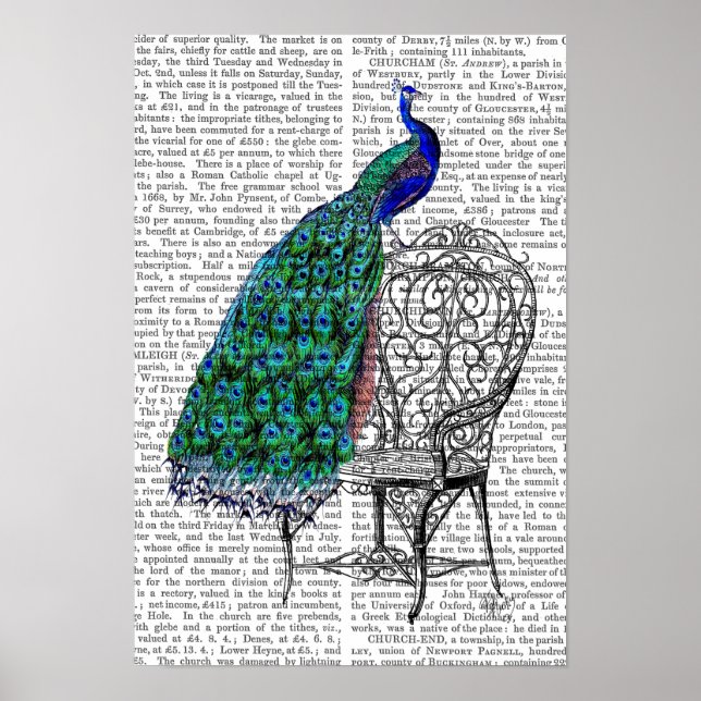 Poster Peacock sur la chaise (Devant)