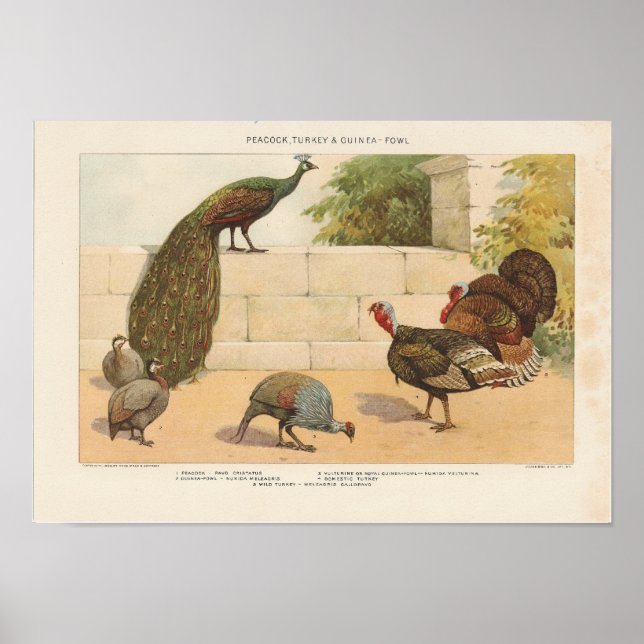 Poster Peacock, Turquie, ang Guinea-Fowl (Devant)