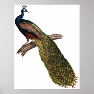 Poster Peacock vintage
