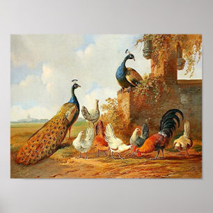 Poster Peacocks et poulets