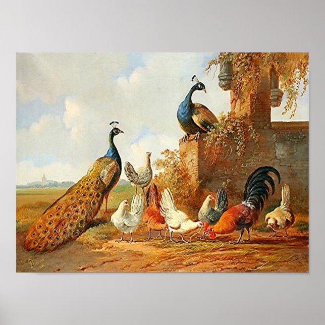 Poster Peacocks et poulets (Devant)