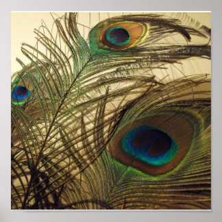 Poster Peacocks plumes