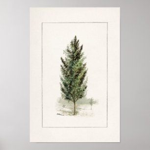 Poster Pear Tree (Pyrus communis) Aquarelle Peinture