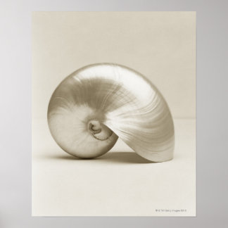Poster Pearl Nautilus Seashell