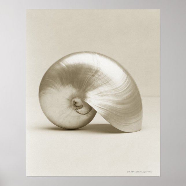 Poster Pearl Nautilus Seashell (Devant)