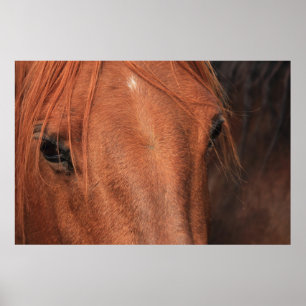 Poster Peau de cheval